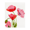 Pink Poppies