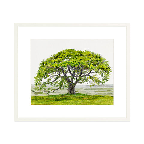 English Oak
