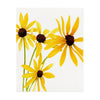 Black Eyed Susan