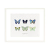 Butterfly Collection I