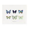 Butterfly Collection I