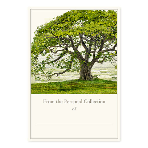 English Oak