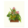 Protea Arrangement - Occasion Card