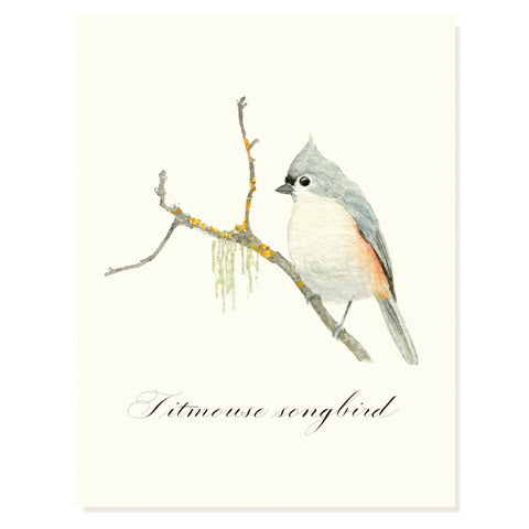 Titmouse Songbird