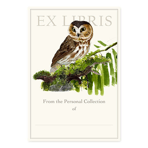 Saw Whet Owl