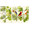 Birdsong