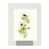 Anemone Blossoms