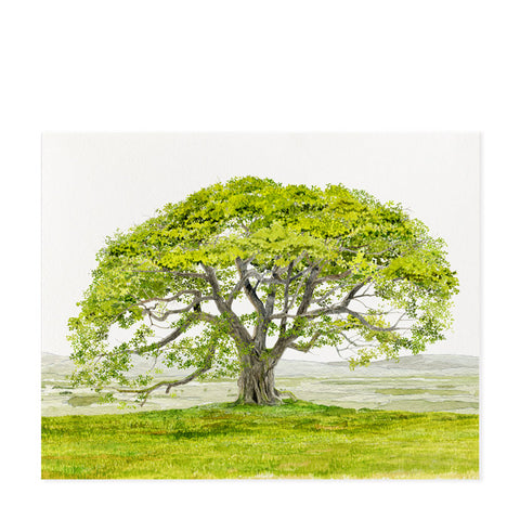English Oak