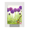 Purple Allium