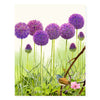 Purple Allium