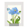 Blue Poppies