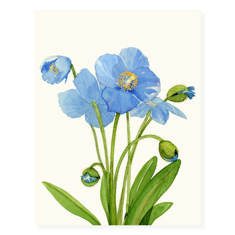 Blue Poppies