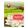 Victoria Water Lilies