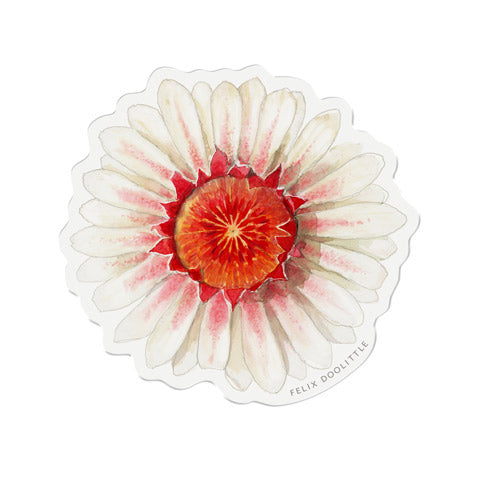Victoria Water Lily
