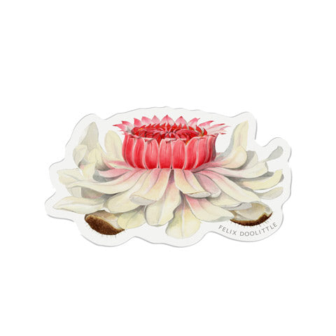 Victoria Water Lily Bloom