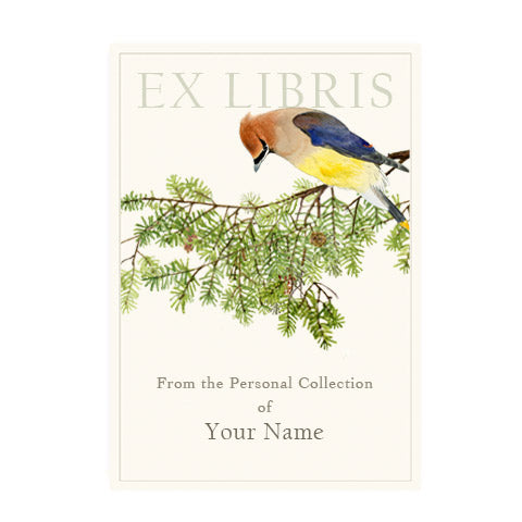Cedar Waxwing