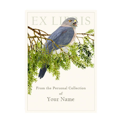 Cooper's Hawk