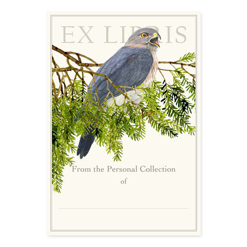 Cooper's Hawk