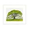English Oak