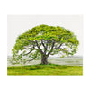 English Oak