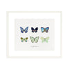 Butterfly Collection I