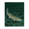 Mohonk Mountain Trout