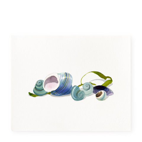 Turquoise Shells - Art Print