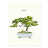 Bonsai - Occasion Card