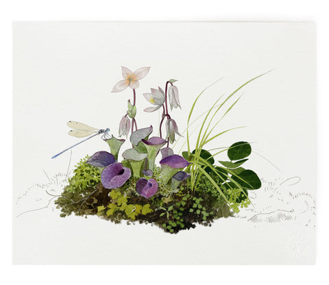 Sarracenia
