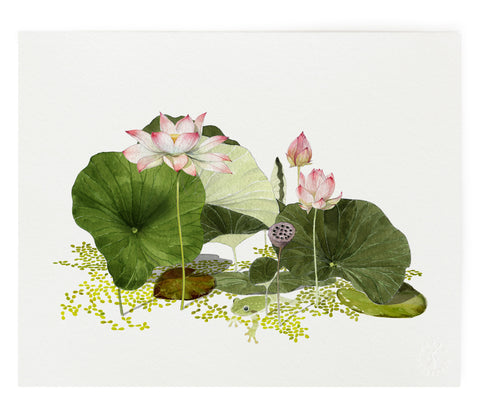 Pond Lily