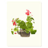 Tea Pot Begonia