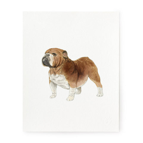 English Bulldog - Art Prints