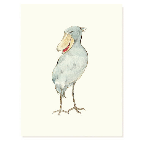 Shoebill