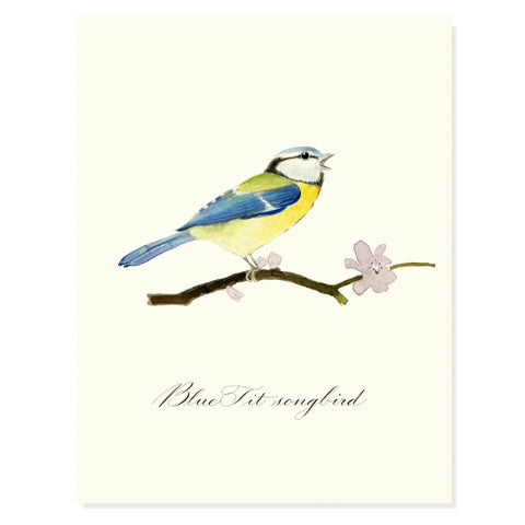 Blue Tit Songbird
