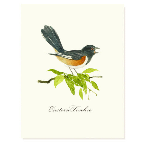 Eastern Towhee