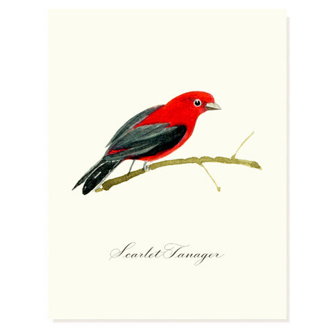 Scarlet Tanager