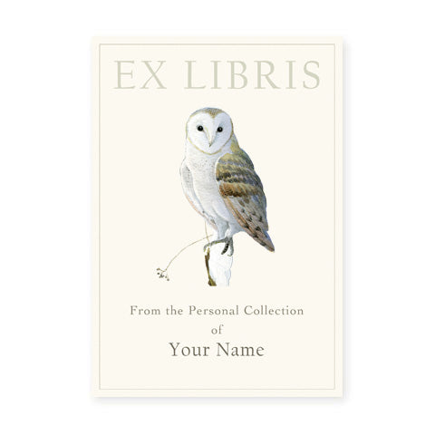 Winter Barn Owl