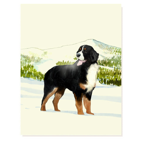 Bernese Mountain Dog