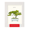 Bonsai