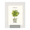 Lemon Topiary
