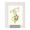 Lilium