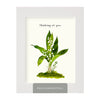 Lily of the Valley