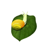 Snail