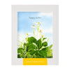 Spring Calla Lilies