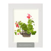 Tea Pot Begonia