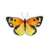 Zerene Butterfly